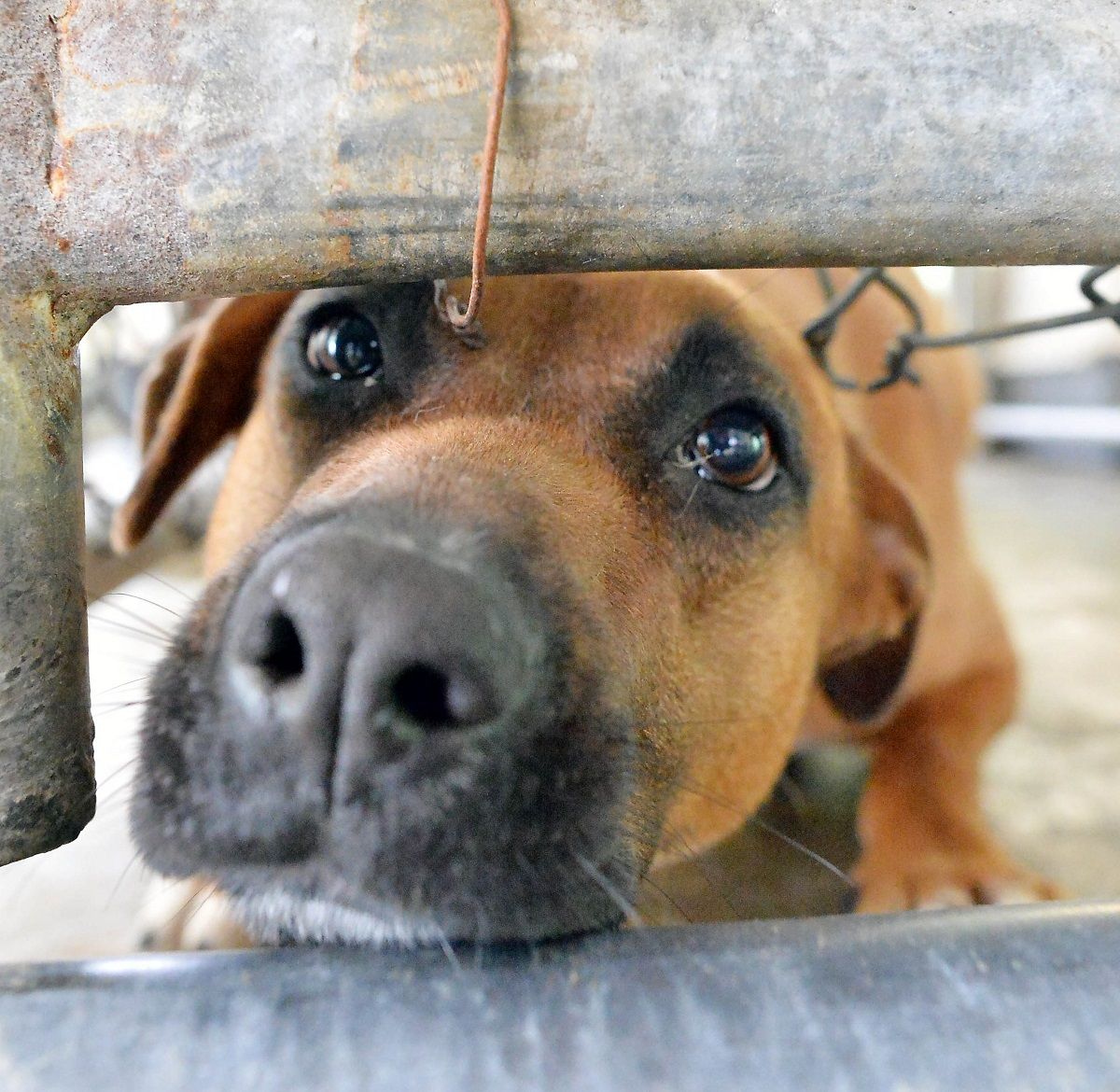 Animal shelter